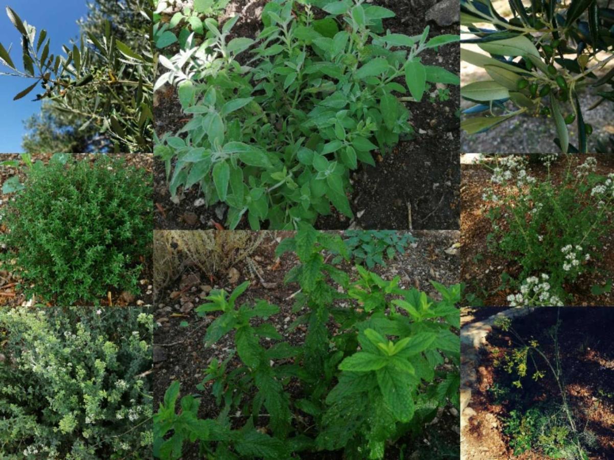 Campingplatz Terraoliva&herbs *