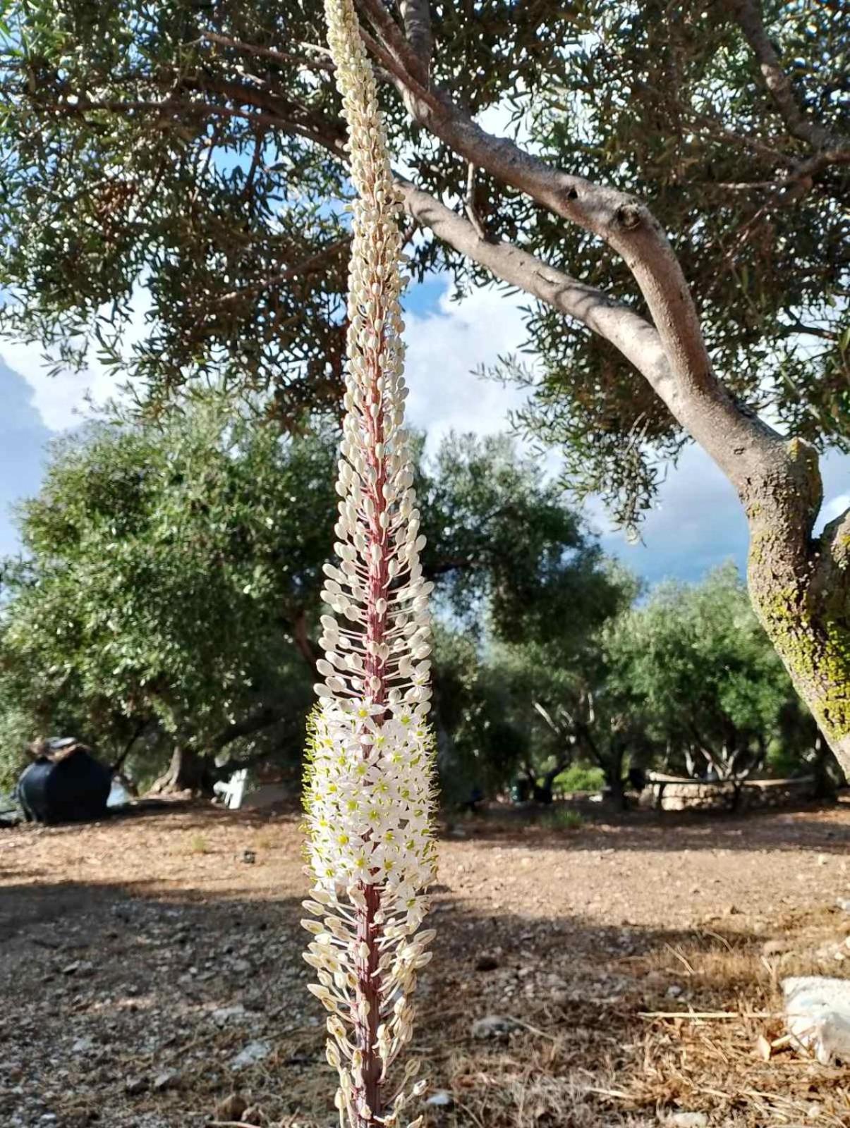 Terraoliva&herbs Campingplatz *