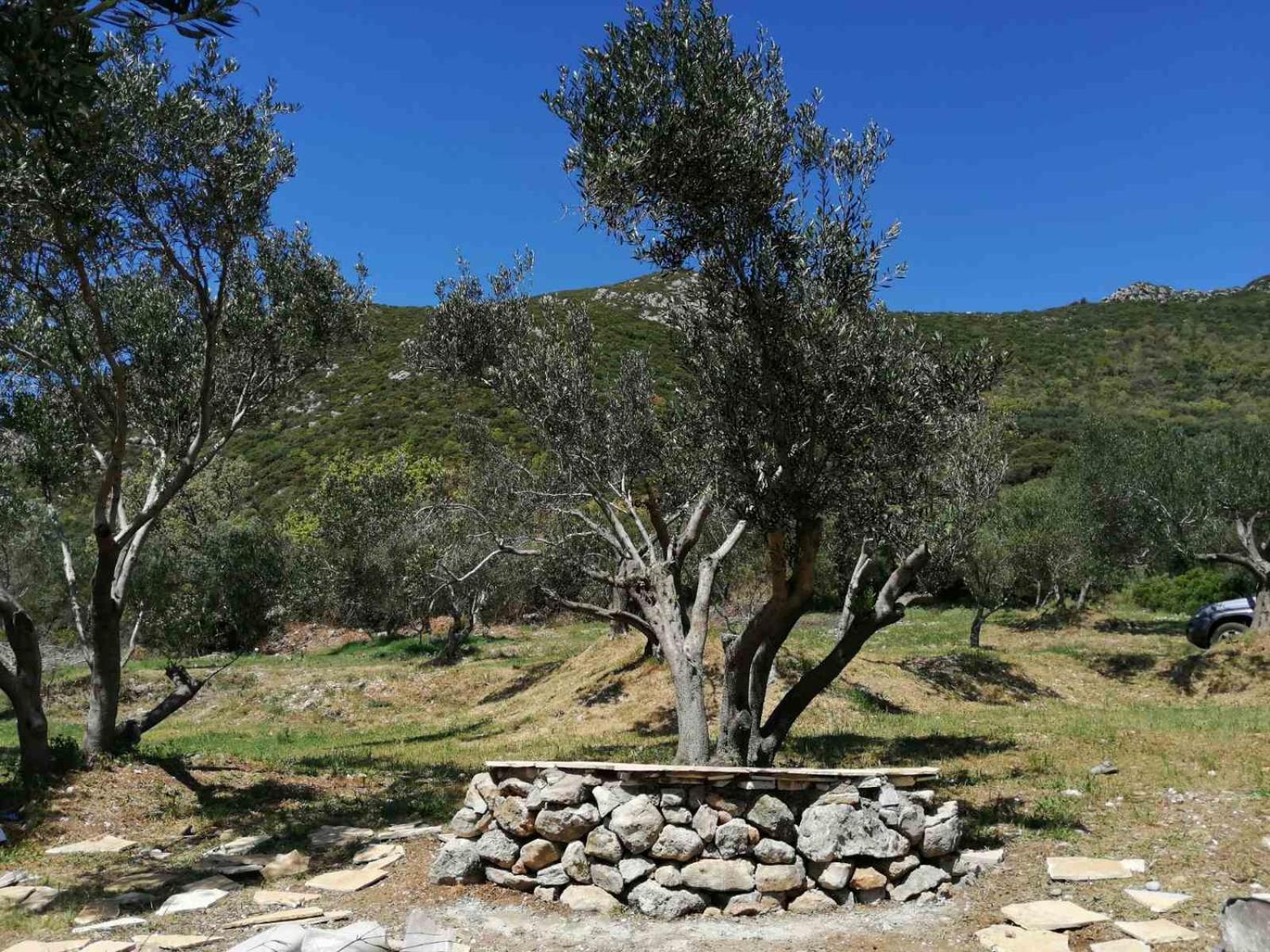 Kamp alanı Terraoliva&herbs